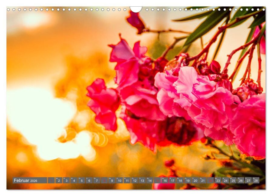 additionalImage7