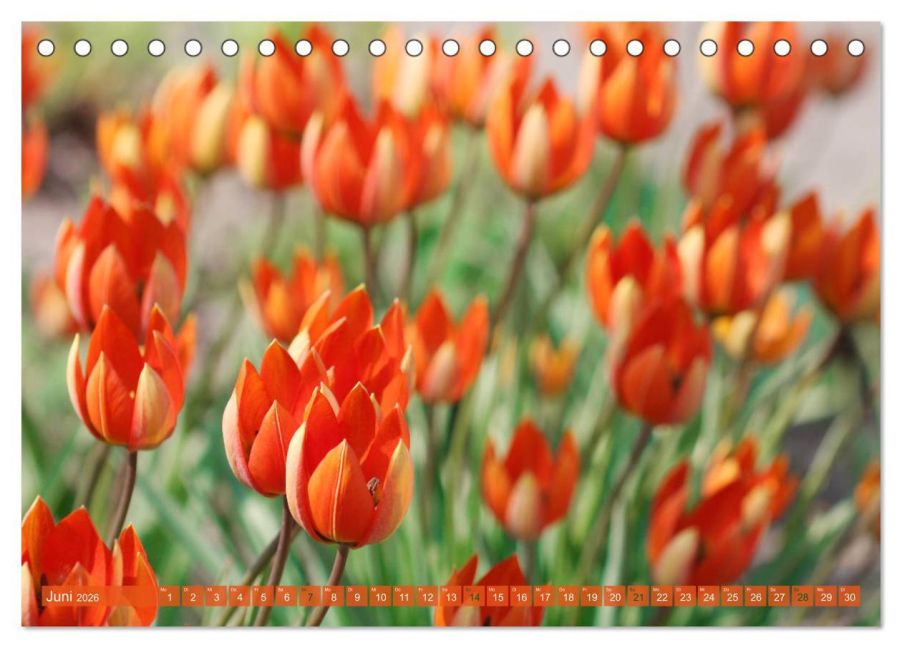additionalImage11