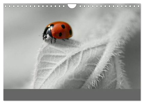 additionalImage12