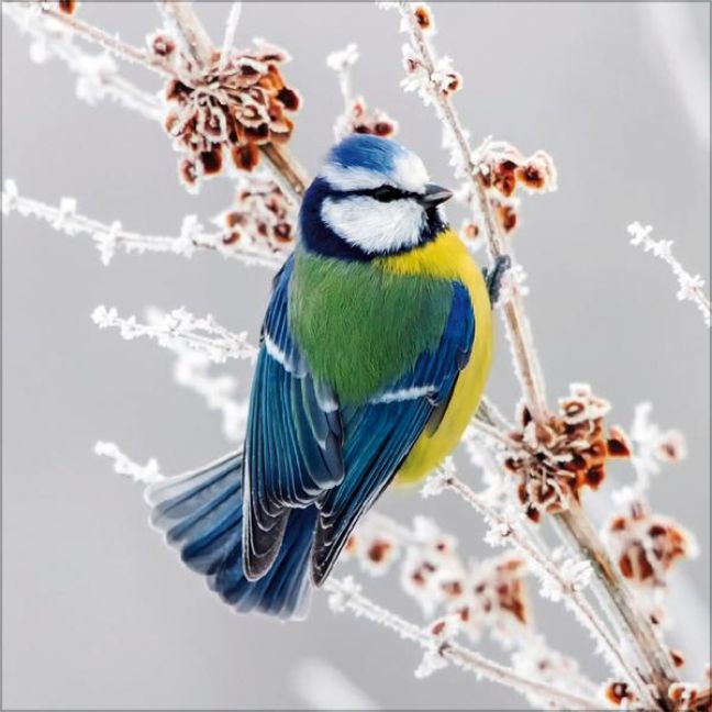 additionalImage12