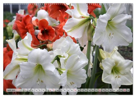 additionalImage11