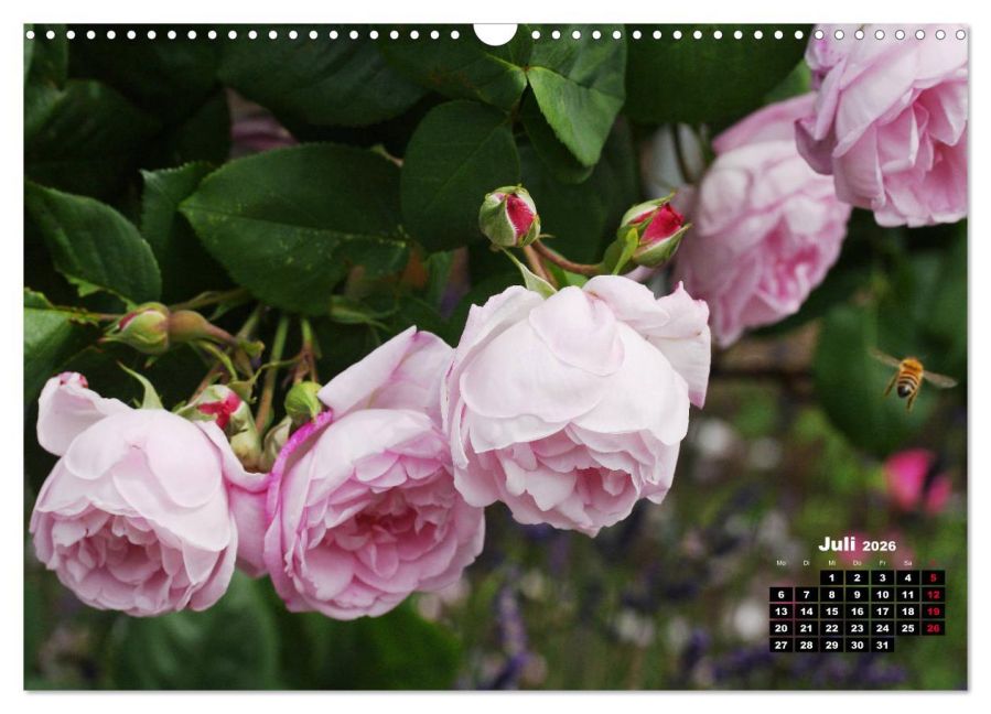 additionalImage12