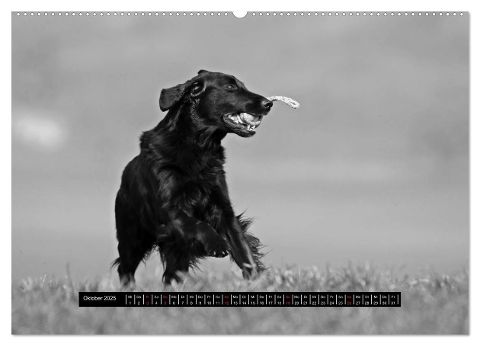 additionalImage2