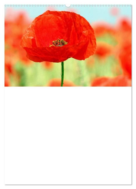 additionalImage5