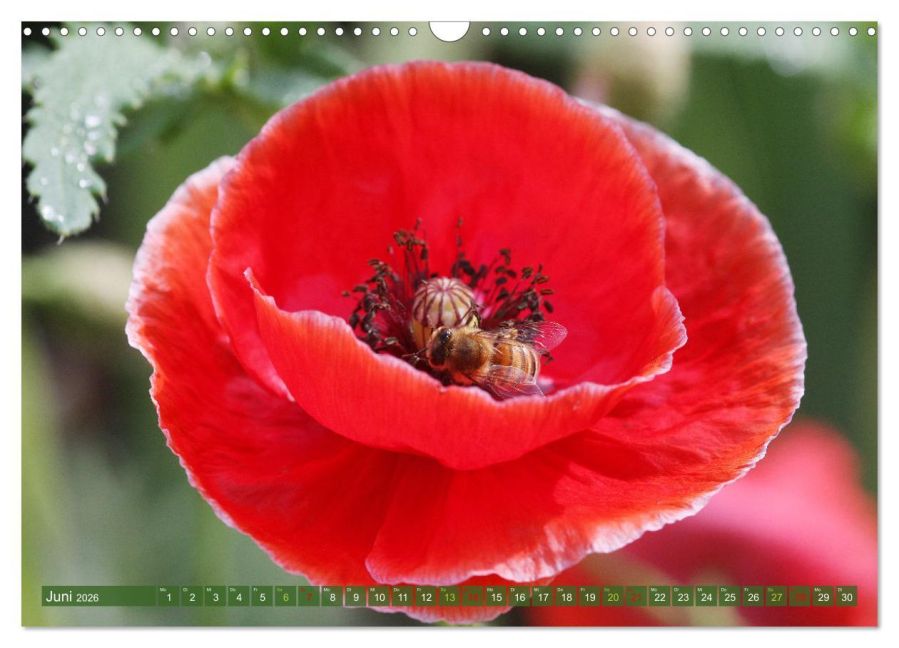 additionalImage11