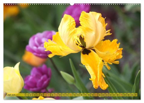 additionalImage11