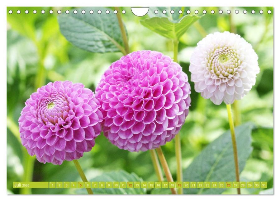 additionalImage12