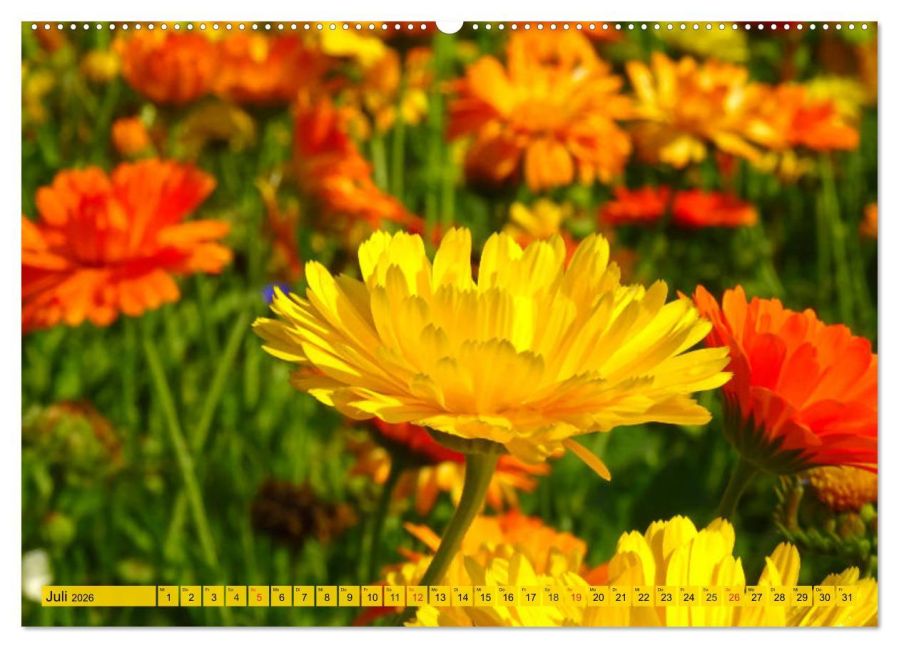 additionalImage11