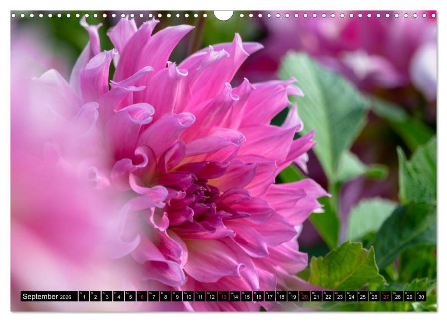 additionalImage14