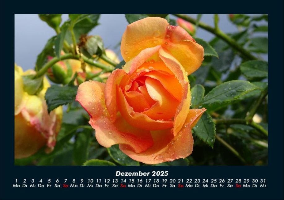 additionalImage4