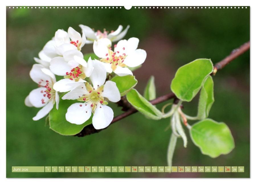 additionalImage11