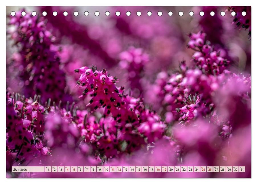additionalImage12