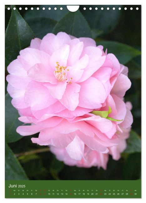 additionalImage11
