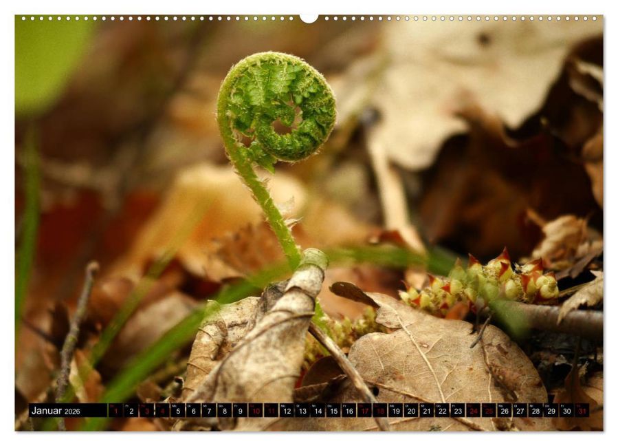 additionalImage5