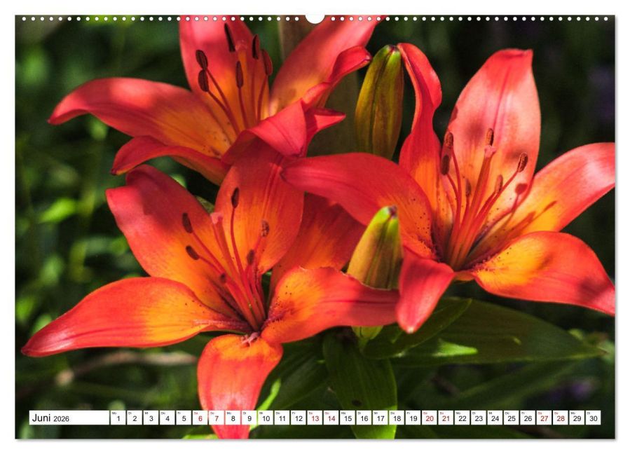 additionalImage11