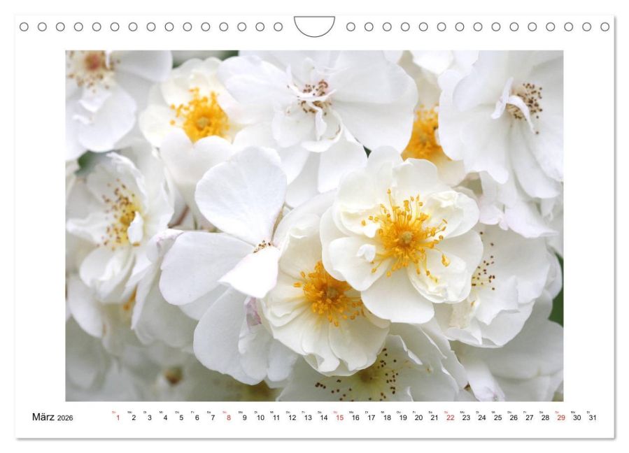 additionalImage8