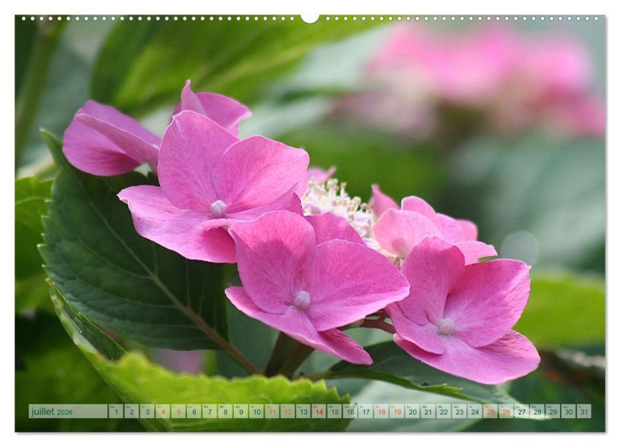 additionalImage12