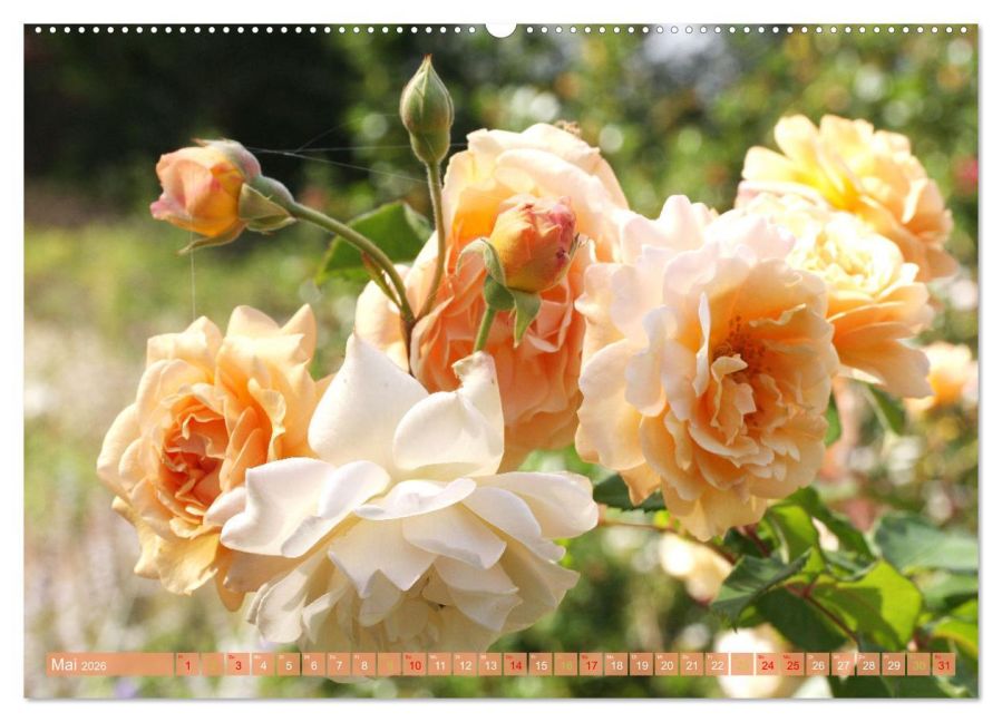 additionalImage10