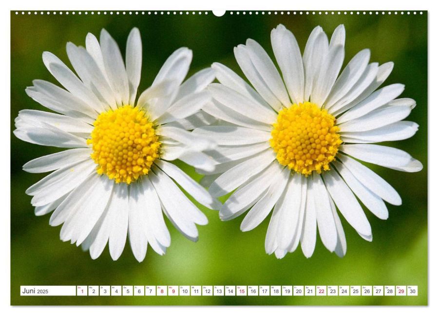 additionalImage11