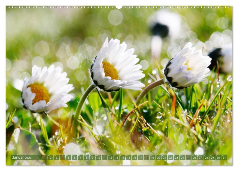 additionalImage6