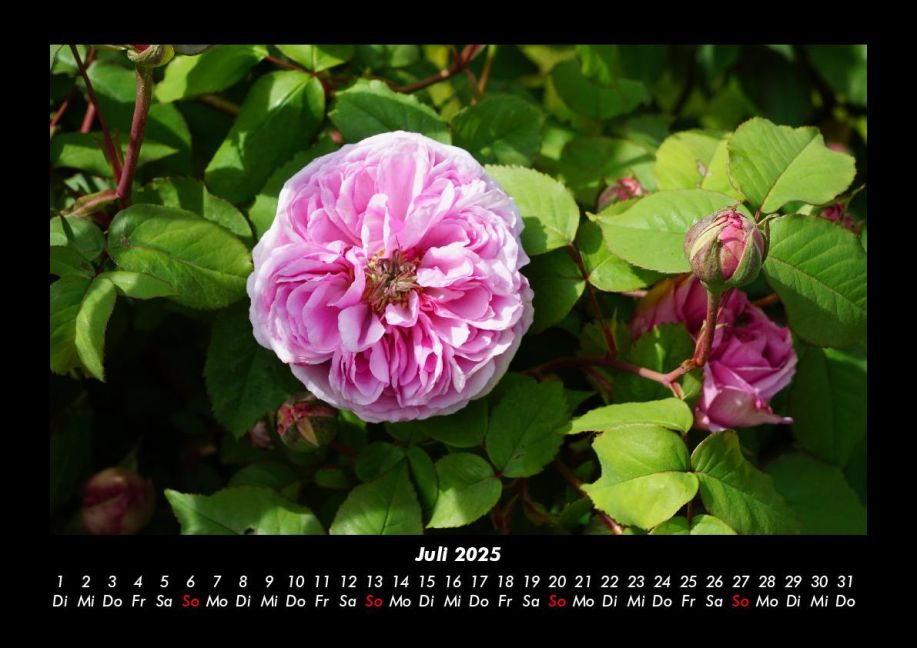 additionalImage11