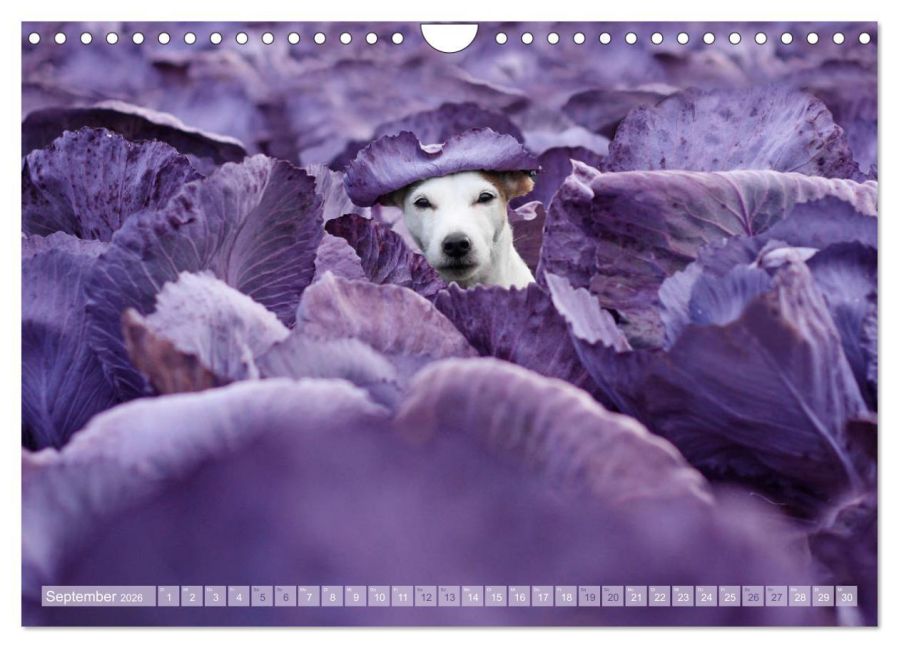 additionalImage14