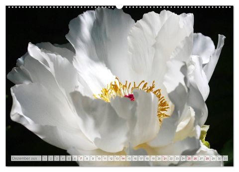 additionalImage3