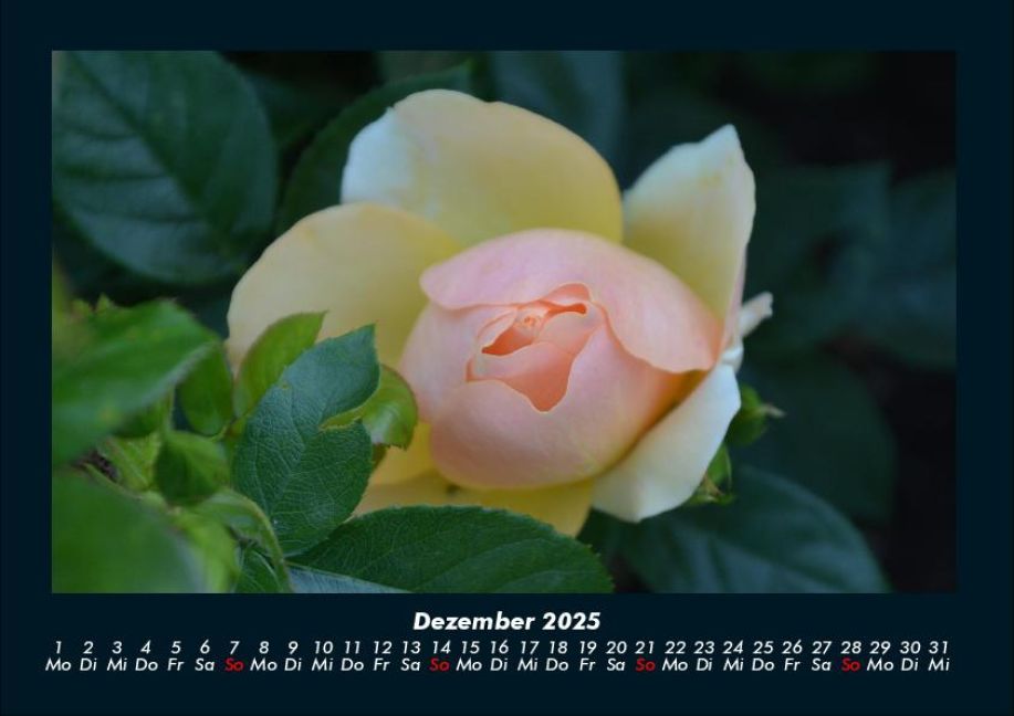 additionalImage4