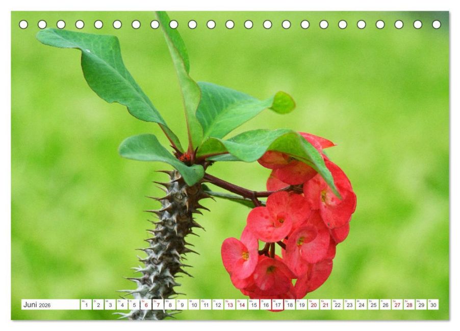additionalImage11