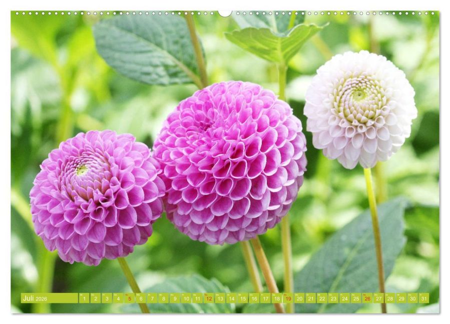 additionalImage12