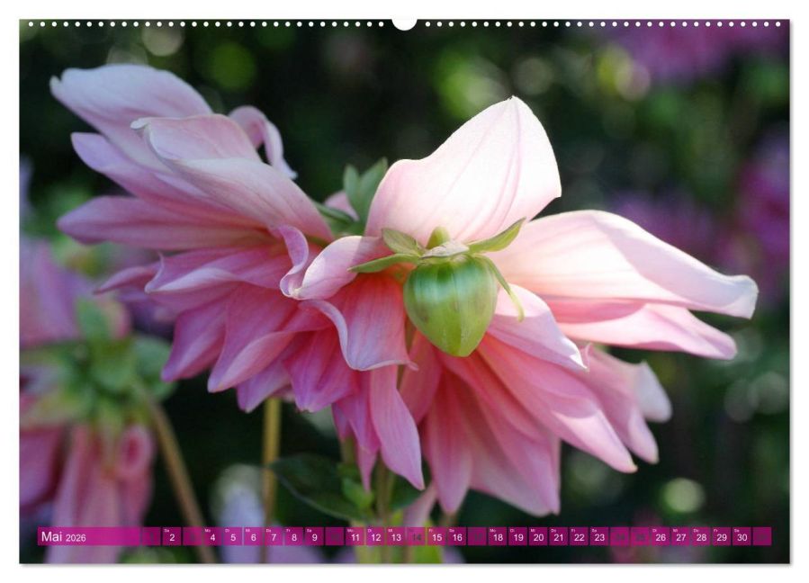 additionalImage10