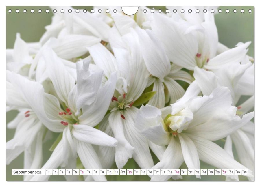 additionalImage14