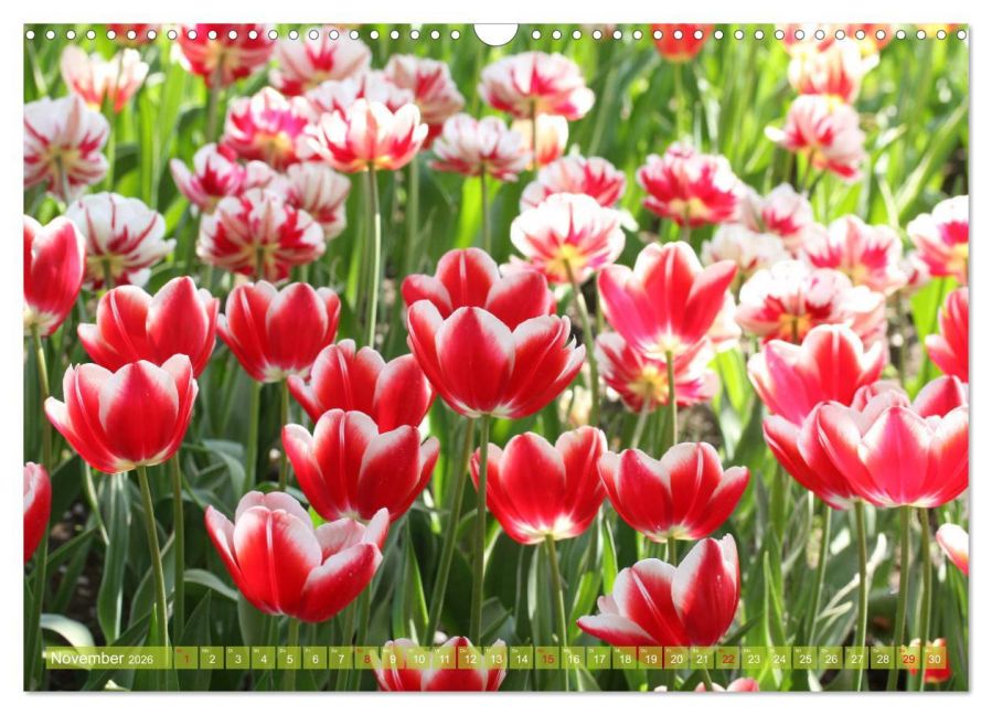 additionalImage3