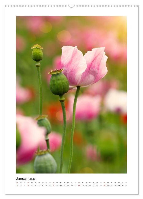 additionalImage6