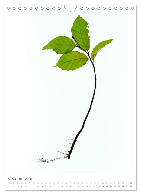 additionalImage2