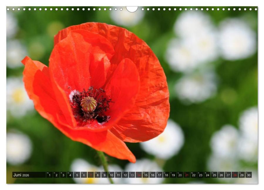 additionalImage11