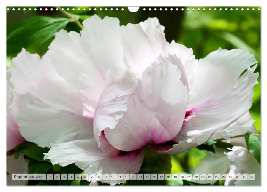 additionalImage14