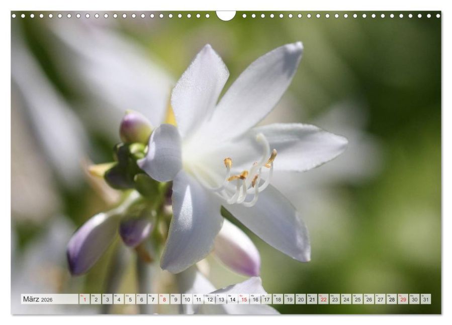 additionalImage8