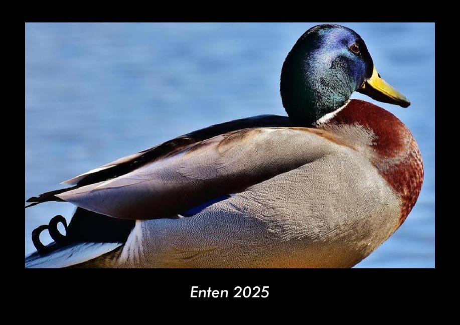 Enten 2025 Fotokalender DIN A3 - Tobias Becker