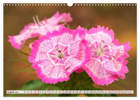 additionalImage13