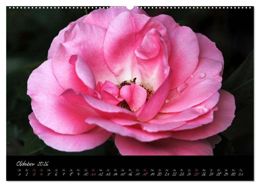 additionalImage1