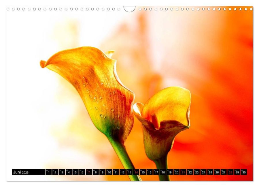 additionalImage11