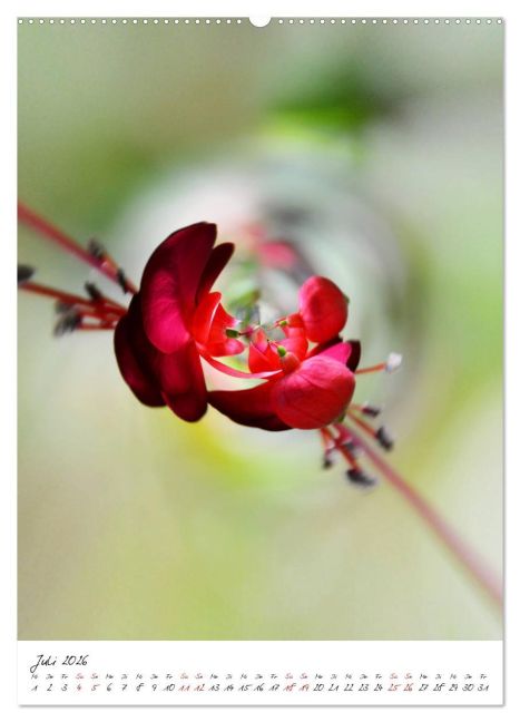 additionalImage11