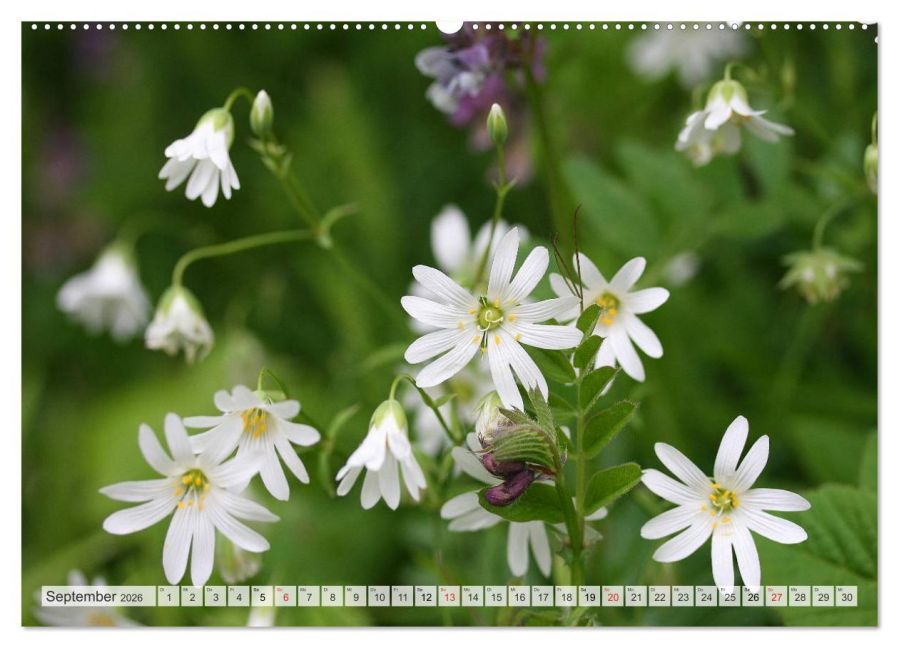additionalImage14