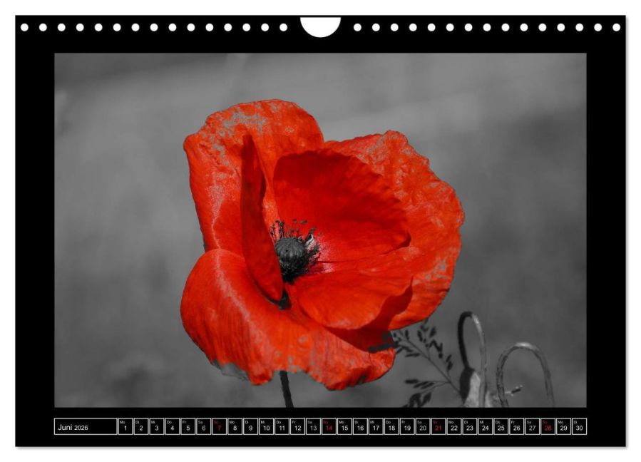 additionalImage11