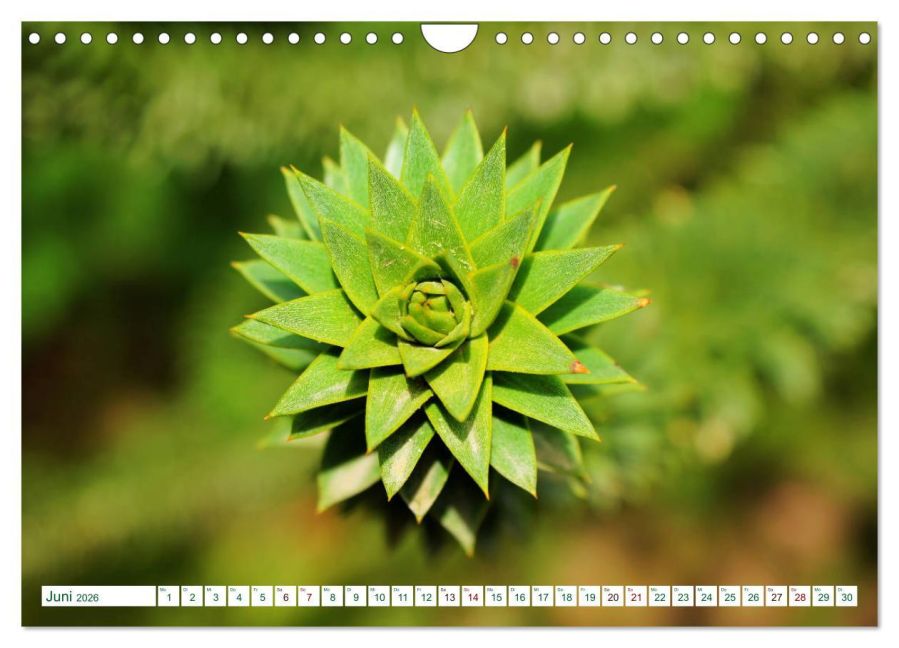additionalImage11