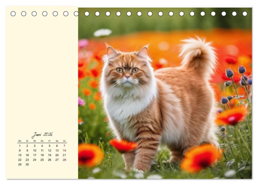 additionalImage11