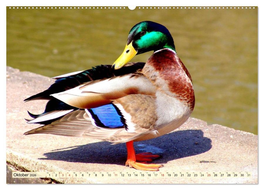 additionalImage1