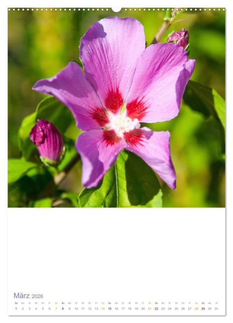 additionalImage7