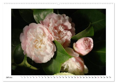 additionalImage11